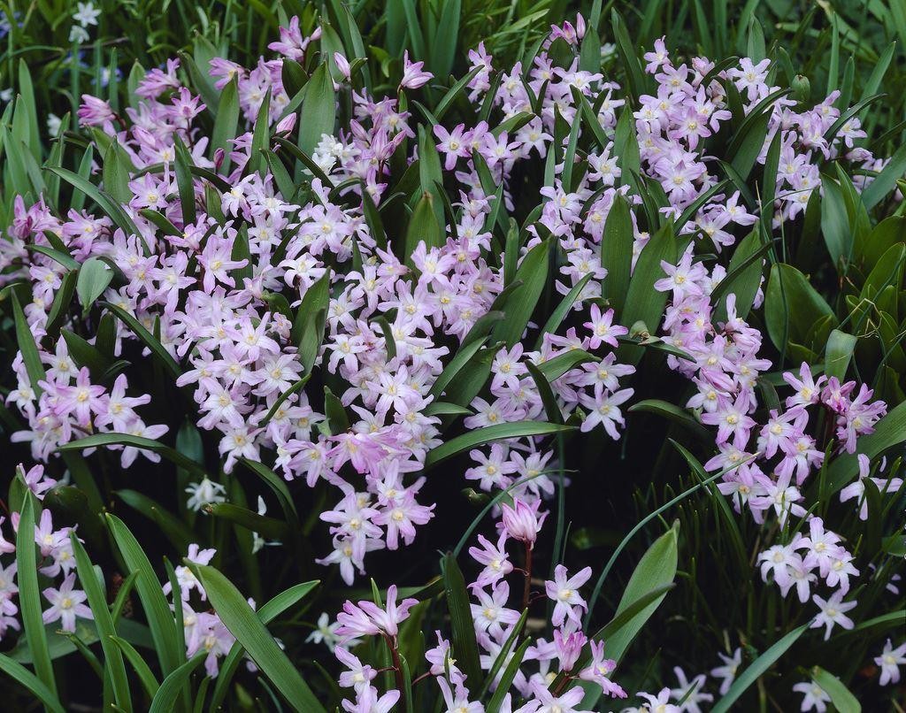 Chionodoxa Pink Giant - Glory of the Snow