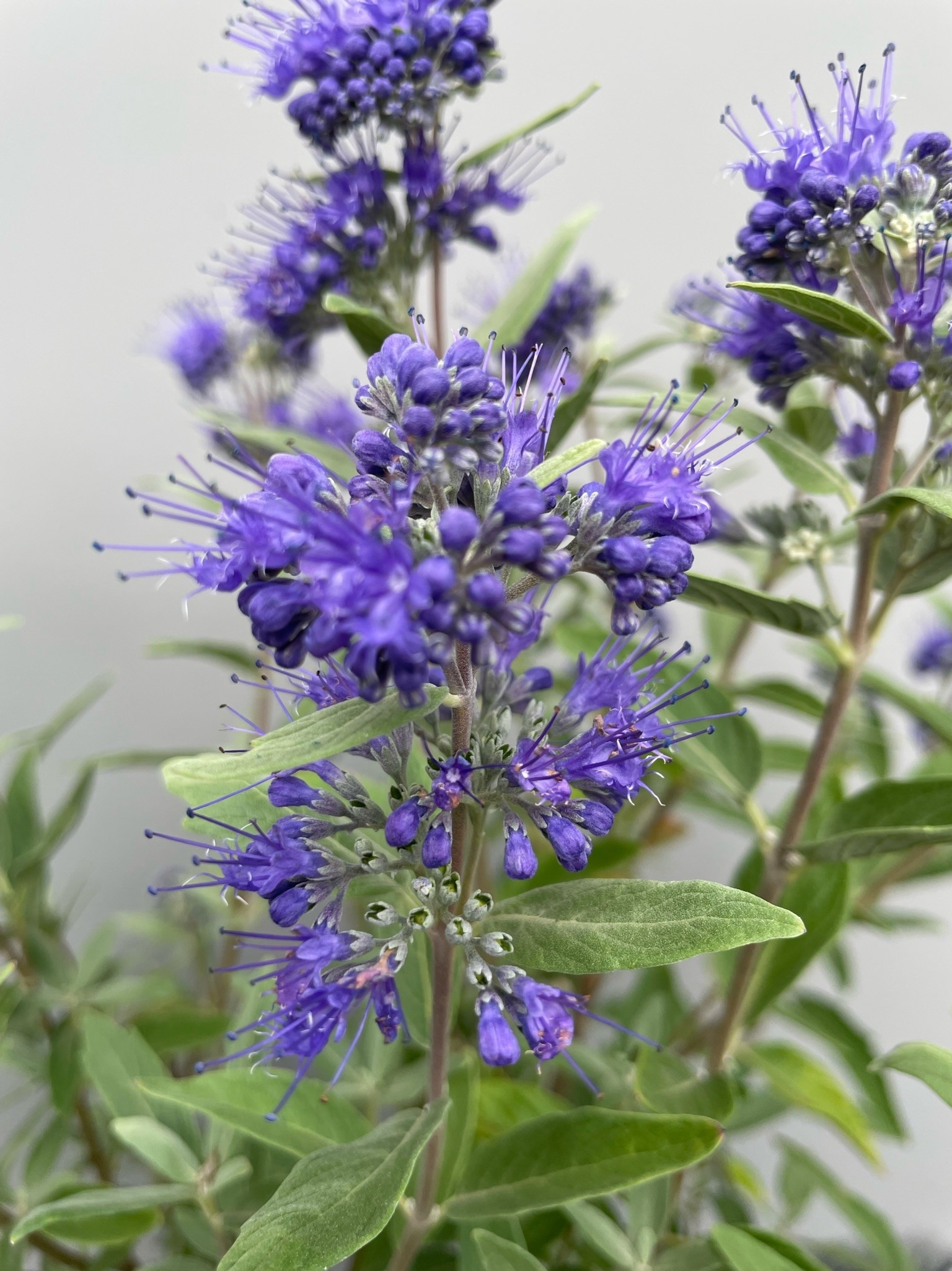 Caryopteris x clandonensis Thetis