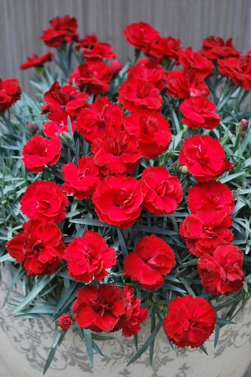 dianthus-rebekah-sumptuous-crimson-cherry-red-flowers-in-bud-bloom
