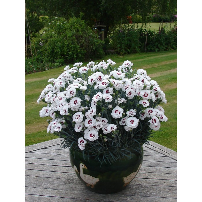 Dianthus Scent First Coconut Sundae