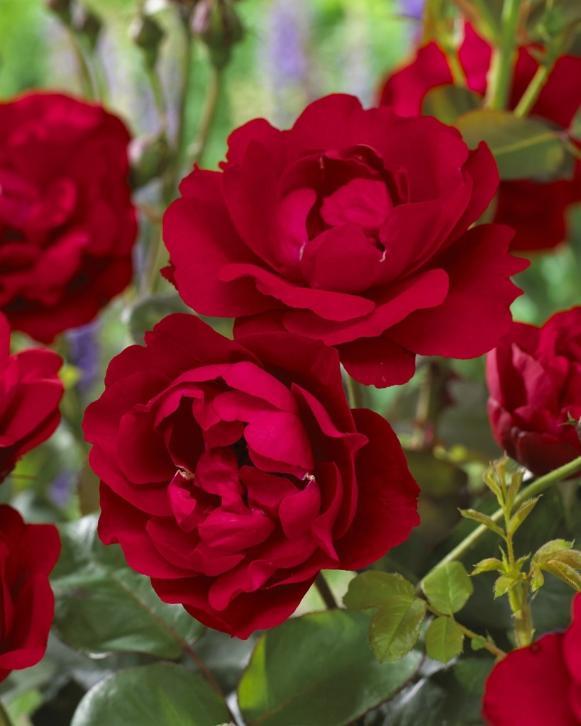 Rose Nina Weibull