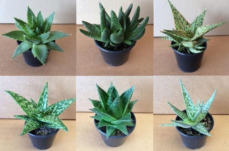 Which Aloe Plants Are Edible-Safe Succulent Choices You Can Eat