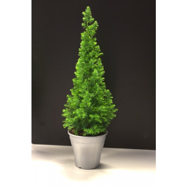 Potted Christmas Trees UK Buy Live Christmas trees