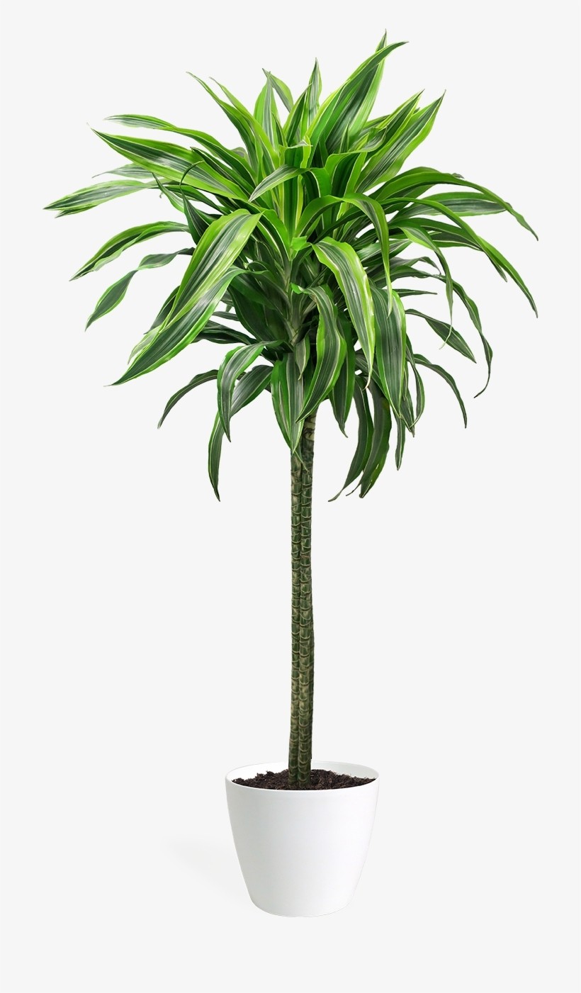 Dracaena Lemon Lime Dragon Tree 5060cm