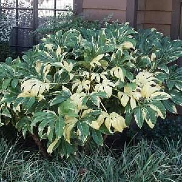 Fatsia shrubs for sale Buy Fatsia plants UK delivery