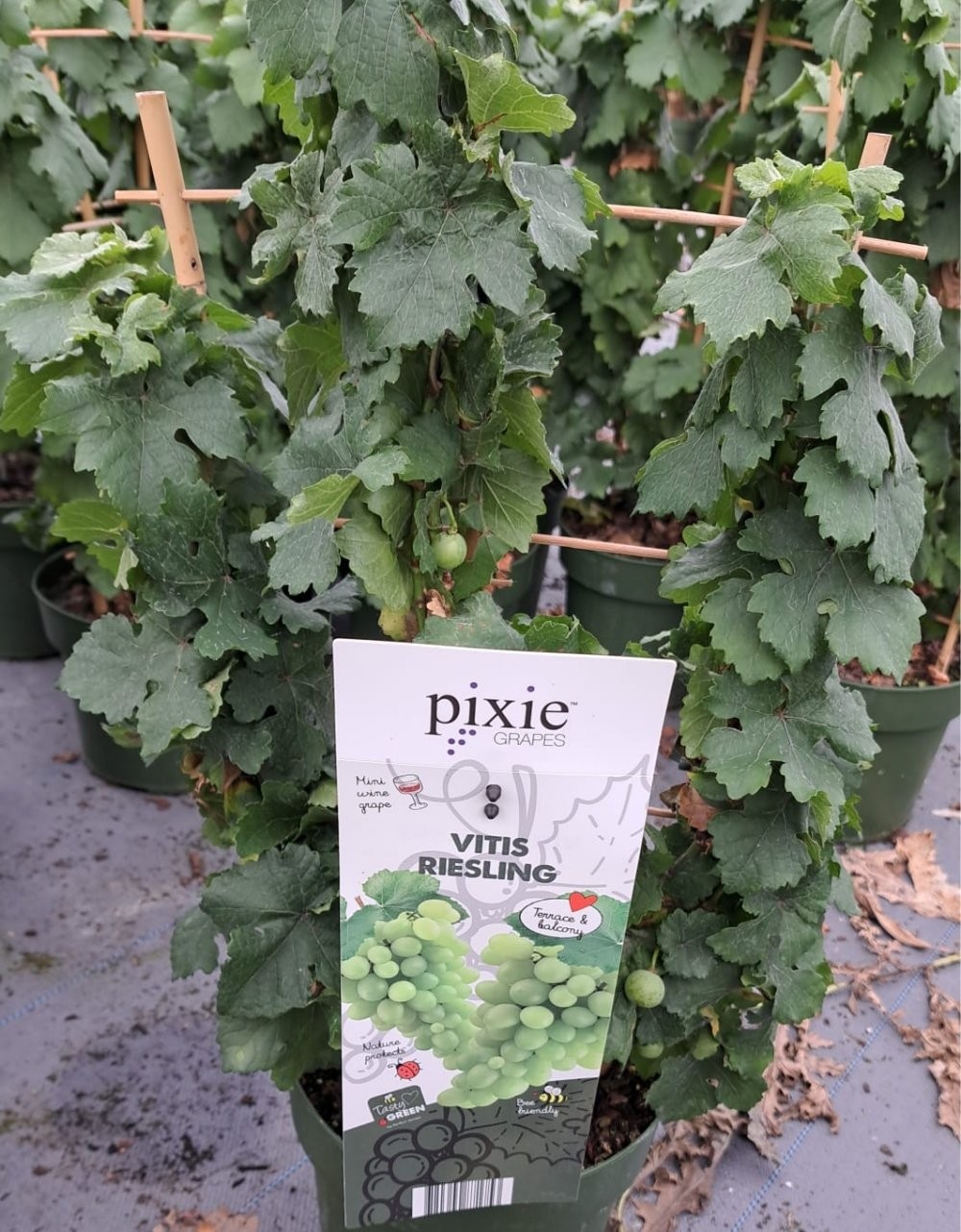 Dwarf Grape Vine Vitis Pixie Riesling