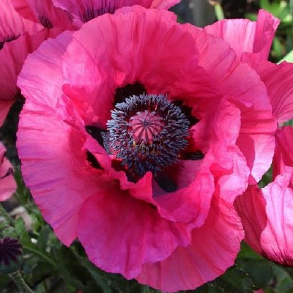 Poppy plants for sale Papaver buy poppies online