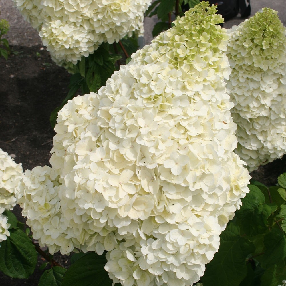 Hydrangea Pan Silver Dollar