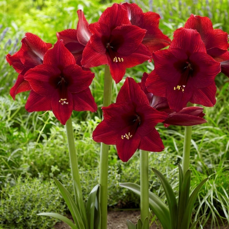 Garden Amaryllis Arabian Night Hippeastrum Pack of THREE