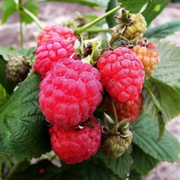 Raspberry Canes Grow your own Raspberries