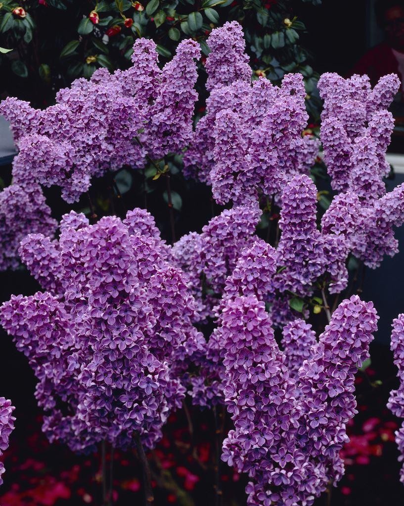 Syringa vulgaris Ludwig Spaeth Fragrant Purple Lilac Tree circa 130150cm