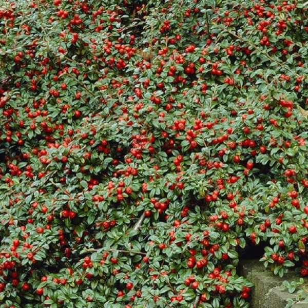 Cotoneaster shrubs for sale Buy Cotoneaster plants UK delivery