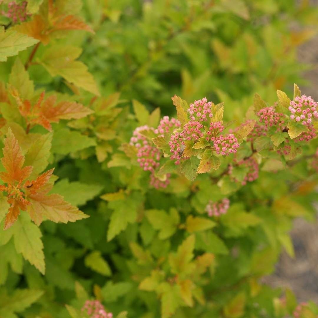 Physocarpus Tiny Wine Gold