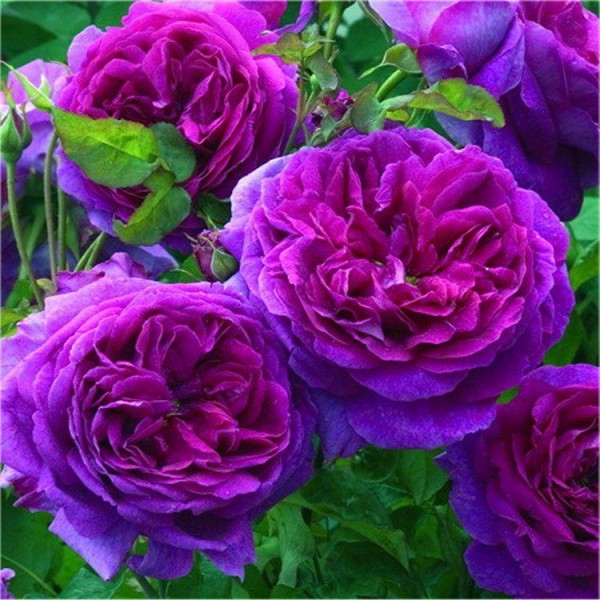 Deep Purple Ebb Tide Roses : r/purple