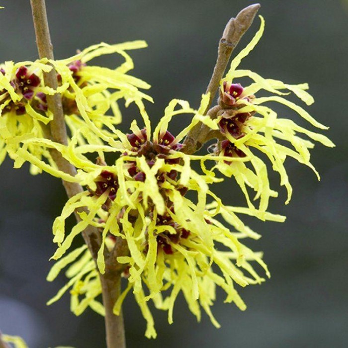 SPECIAL DEAL Trio of Colourful Hamamelis Witch Hazel Plants Collection