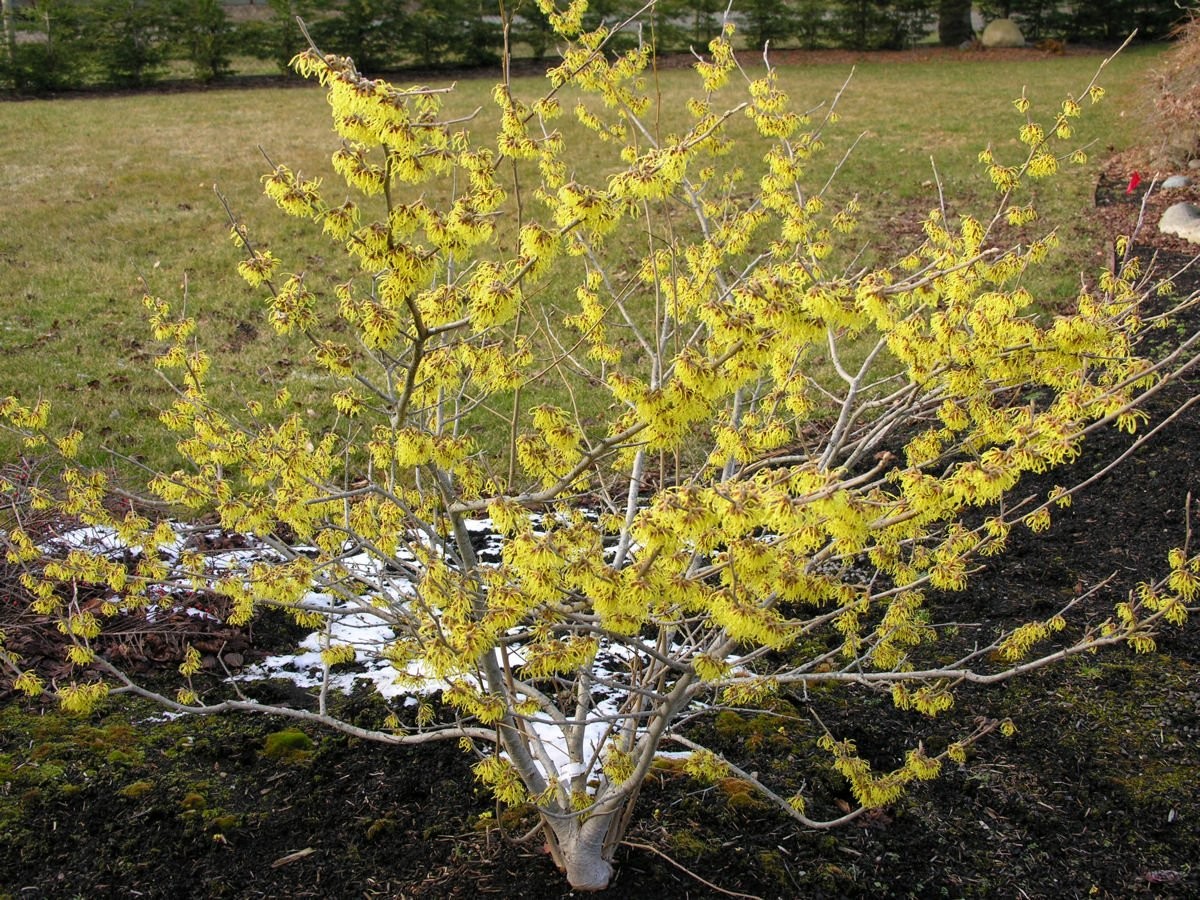 Hamamelis Arnold Promise Witch Hazel Hamamelis Arnold Promise Witch Hazel
