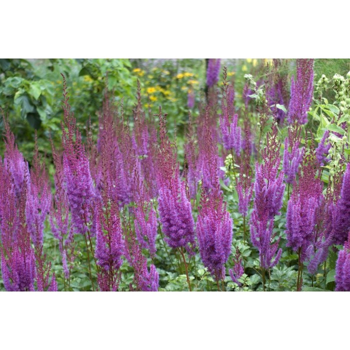 Astilbe chinensis Pumila