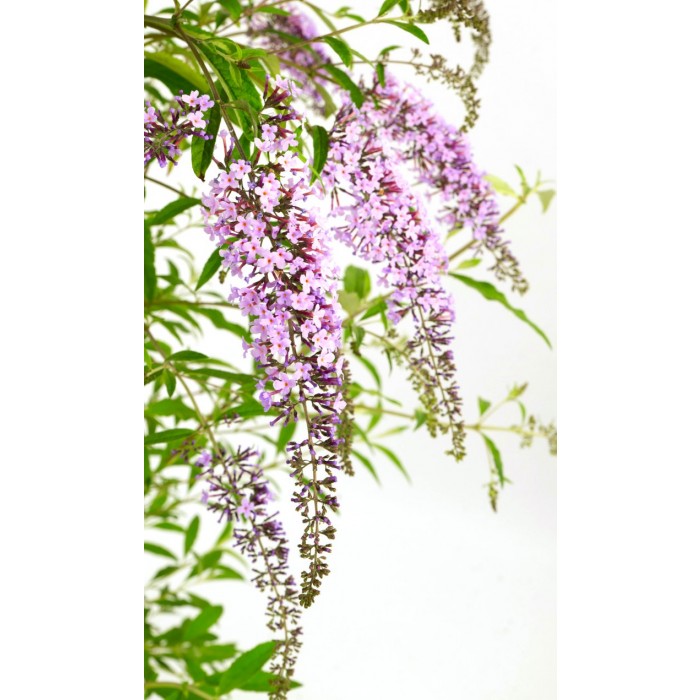 Wisteria Lane Butterfly Bush Masses of Flowers Large Specimen