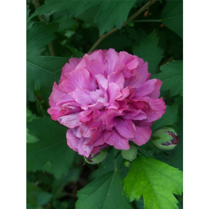 Hibiscus Duc de Brabant Double Flowered