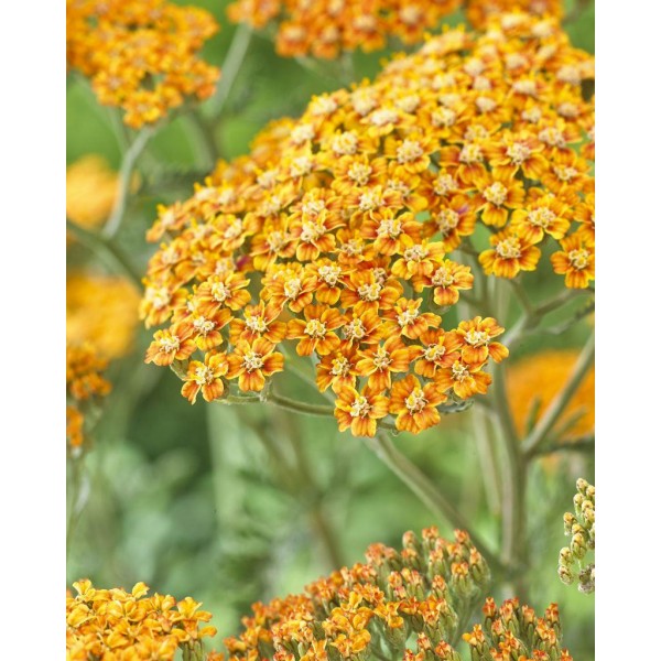Achillea plants for sale Buy Achillea Yarrow plants UK