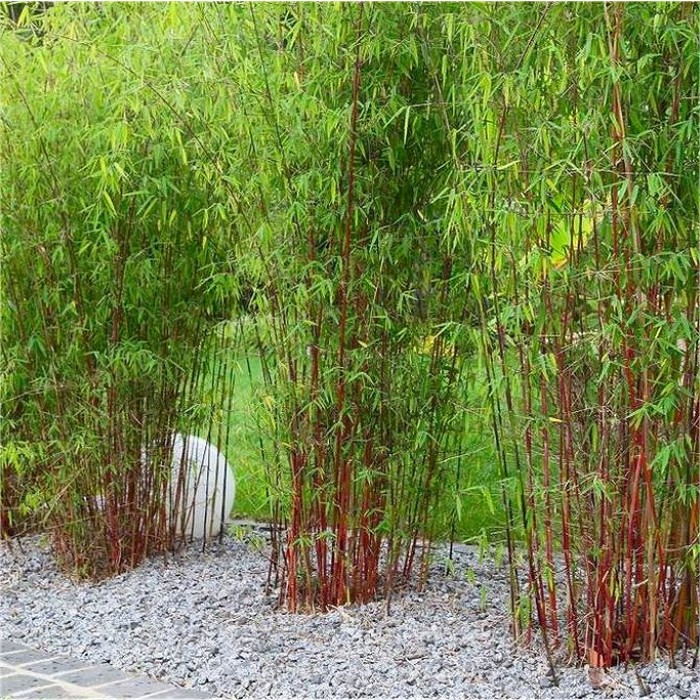 Fargesia Volcano Clumping Umbrella Bamboo circa 150200cms