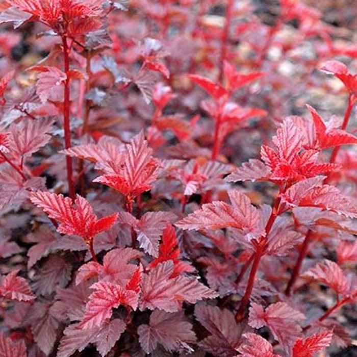Image of Red Ninebark shrub