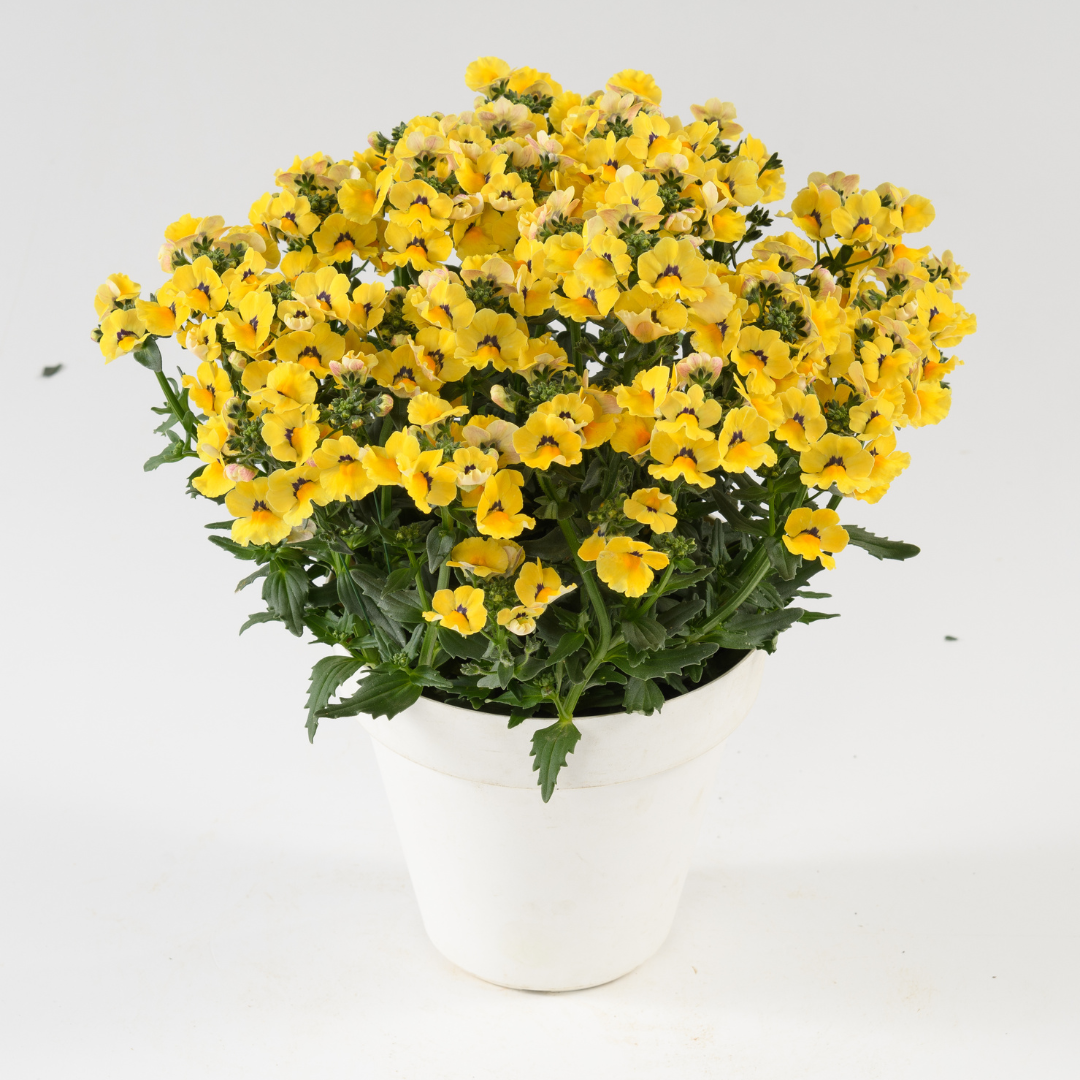 Yellow Basket & Patio Collection Pack of SIX Potted Plants