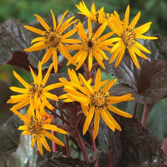 ligularia-dentata-britt-marie-crawford-leopard-plant