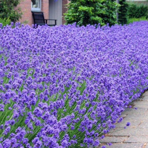 Lavender plants for sale UK buy Lavandula online