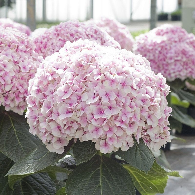 Image of Giant hydrangea in garden