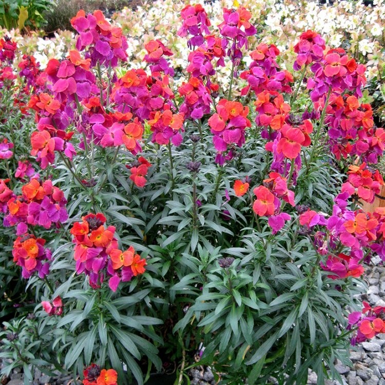 Erysimum Winter Orchid Perennial Wallflower