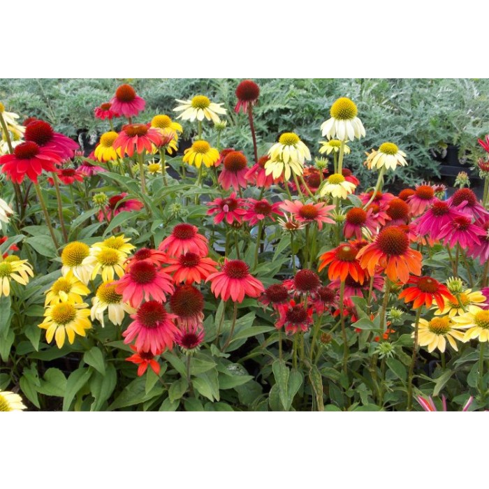 Echinacea Cheyenne Spirit Coneflower Plants in Amazing Colours