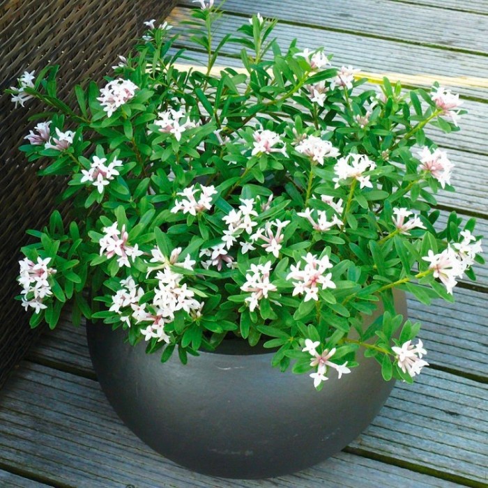 Image of Daphne transatlantica young plant