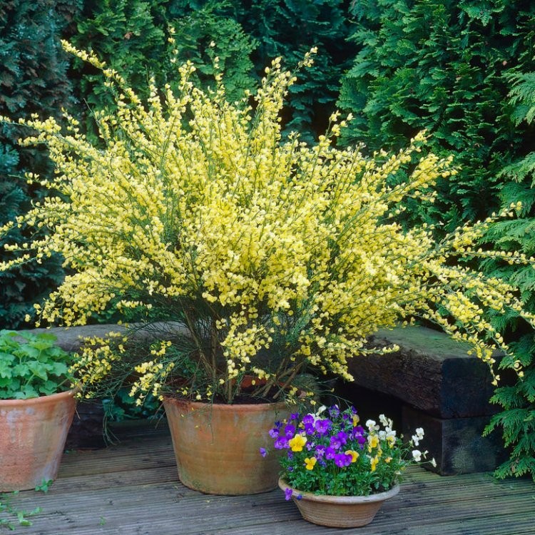 Image of Cytisus praecox Allgold in a pot