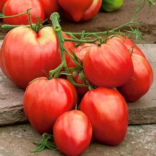 Tomato plants for sale Buy grow your own tomato plants