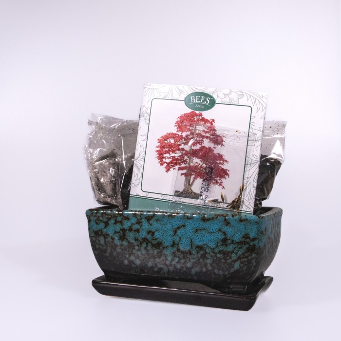 Grow Your Own Bonsai Tree Sweet Gum