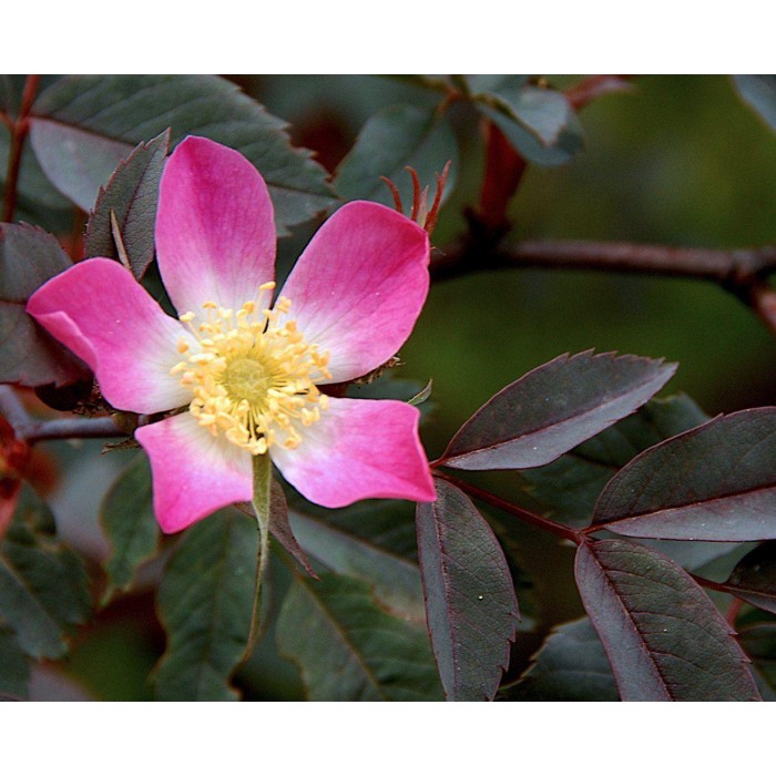 Rosa Glauca rubrifolia Climbing Rose Red Leaved Rose