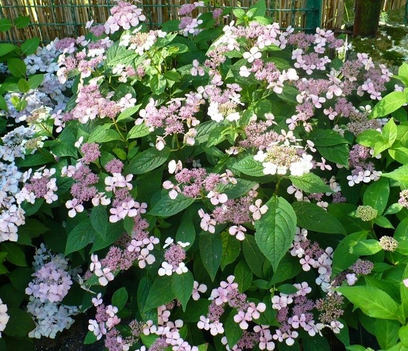 Image of Hydrangea involucrata perennial