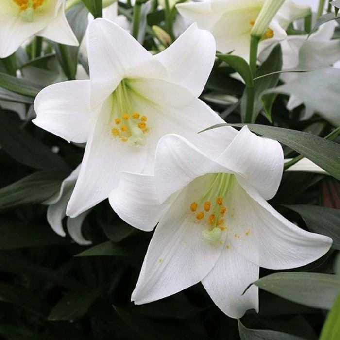 Lily longiflorum 'Miracle' Plant in Bud