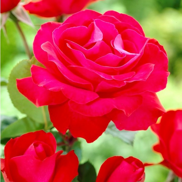 Climbing Roses for Sale UK Gardening Express