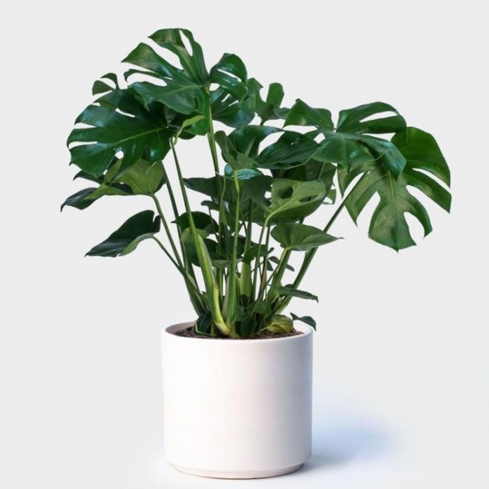 Monstera deliciosa Swiss Cheese Plant EXTRA LARGE