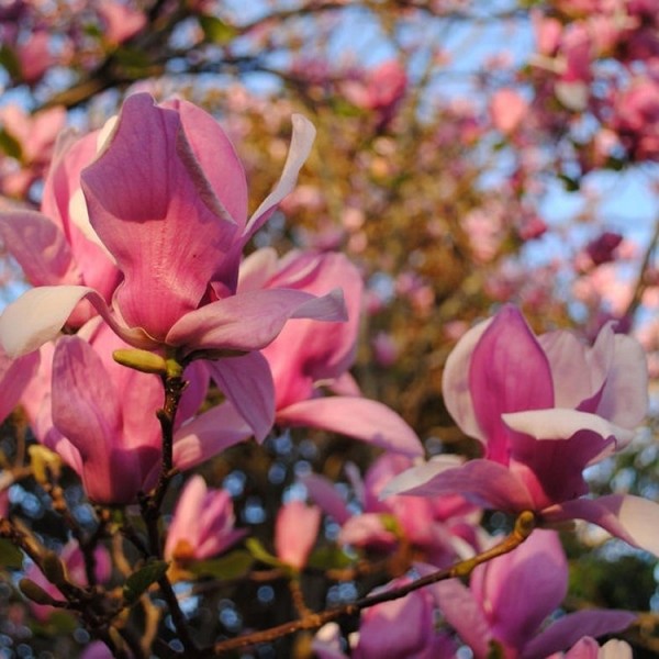 Buy Magnolia plants online Magnolia trees for sale UK