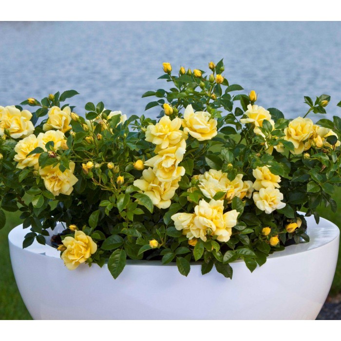 Rose Flower Carpet Gold