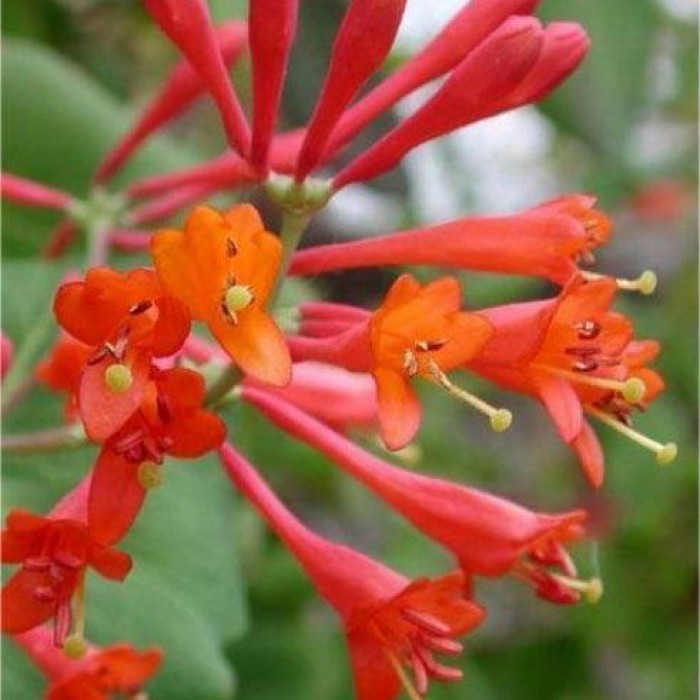 Lonicera x brownii Dropmore Scarlet Scarlet Trumpet Honeysuckle