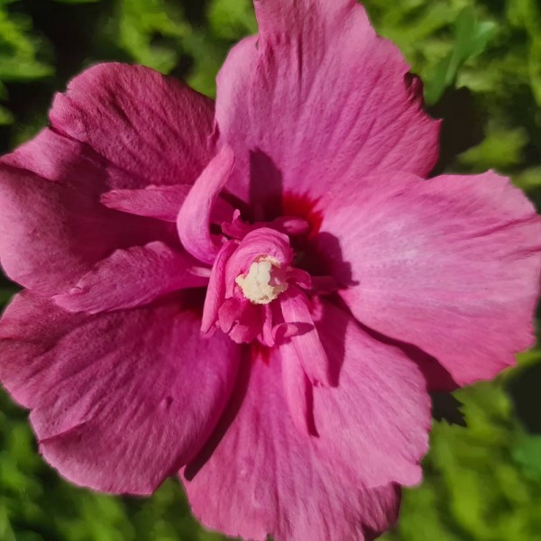 Hibiscus plants Buy Hibiscus shrubs UK delivery