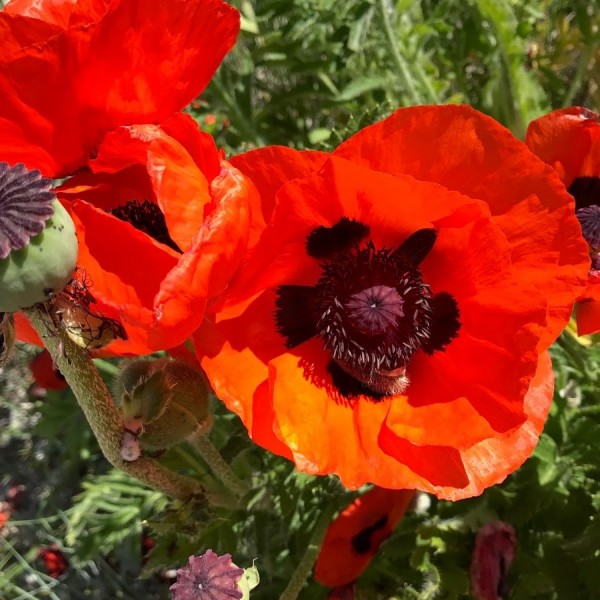 Poppy plants for sale Papaver buy poppies online