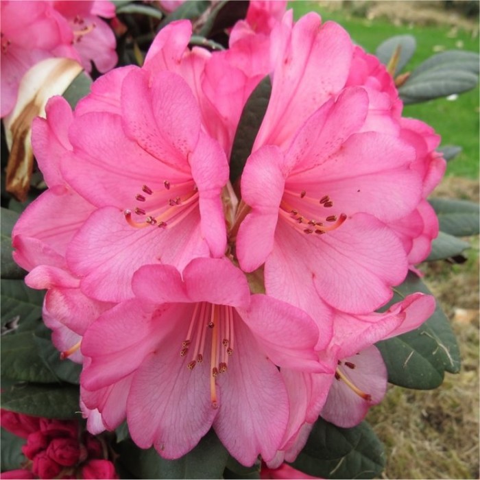 Rhododendron Wine And Roses