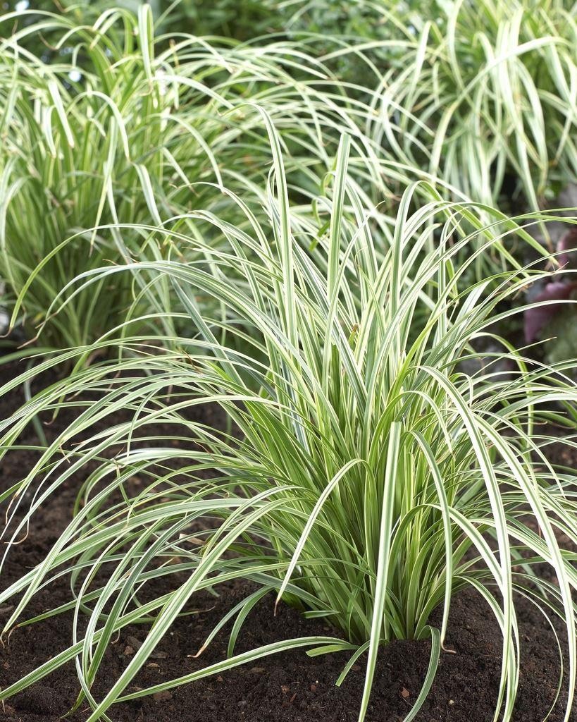 Carex morrowii 'Ice Dance' – immergrünes Ziergras – 24 Pflanzen – Bodendecker – Ø9cm – ↕10–25cm – pflegeleicht – winterhart – schnelles Wachstum main image 1