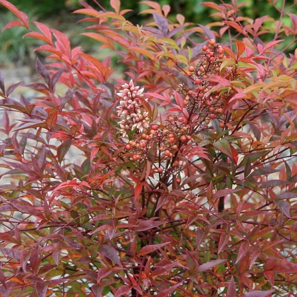 Nandina shrubs for sale UK Buy Nandina plants UK delivery