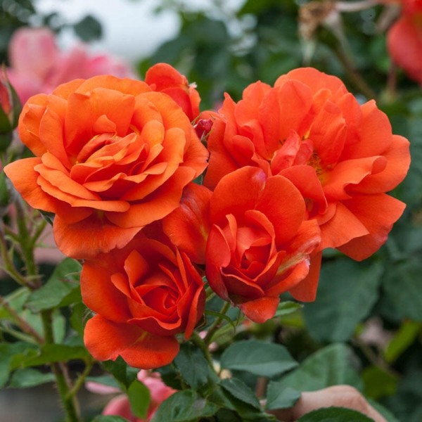 Climbing Roses for Sale UK Gardening Express
